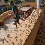 Les fourmis envahissent toutes les terrasses en plein été : ce que font les jardiniers pour les éloigner