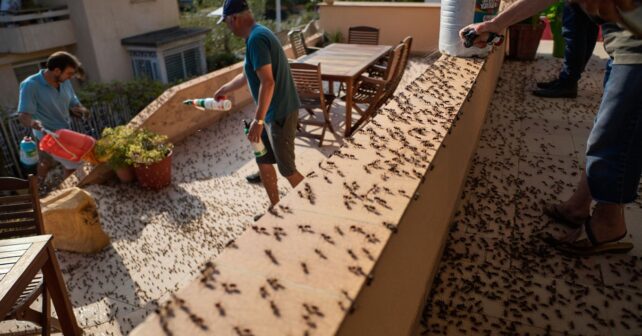 Les fourmis envahissent toutes les terrasses en plein été : ce que font les jardiniers pour les éloigner