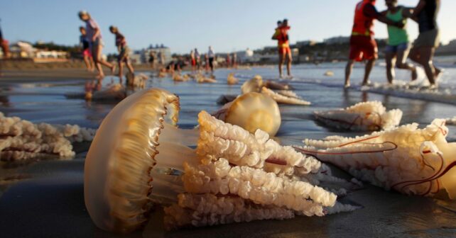 Les plages espagnoles envahies par des méduses géantes : les baigneurs sommés de sortir de lʼeau