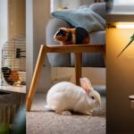 Ni chat ni chien : les 5 animaux de compagnie les plus attachants pour un petit appartement