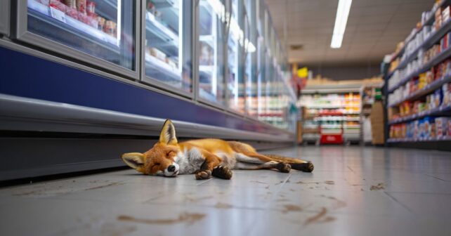 « On lʼa retrouvé endormi dans le rayon surgelés » : un renard sʼinvite dans un supermarché breton