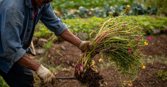 On lʼarrache comme une mauvaise herbe alors quʼelle se revend une petite fortune : le pourpier envahit les potagers