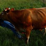 On les croit redoutables mais chaque année les vaches et les abeilles tuent bien plus de gens que les requins
