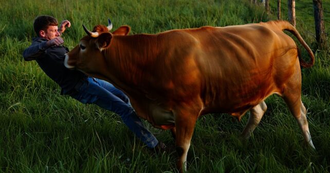 On les croit redoutables mais chaque année les vaches et les abeilles tuent bien plus de gens que les requins