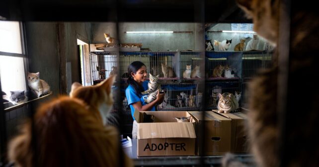 Plus de 180 chats à adopter en urgence après la fermeture soudaine dʼun élevage