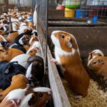 Plus de 250 cochons dʼInde à adopter gratuitement après la fermeture soudaine dʼun élevage