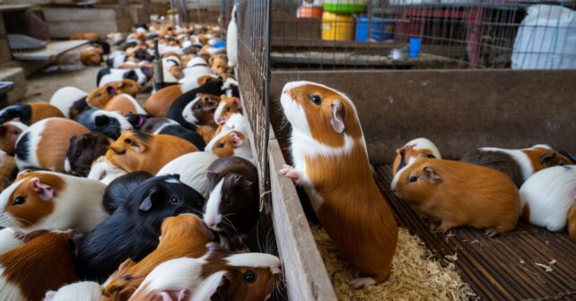 Plus de 250 cochons dʼInde à adopter gratuitement après la fermeture soudaine dʼun élevage