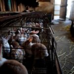 Plus de 300 lapins à adopter pour un euro avant la fermeture définitive dʼun élevage