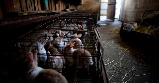 Plus de 300 lapins à adopter pour un euro avant la fermeture définitive dʼun élevage