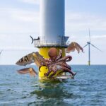 Poulpes seiches et requins se rassemblent autour des éoliennes en mer : les biologistes tiennent enfin lʼexplication