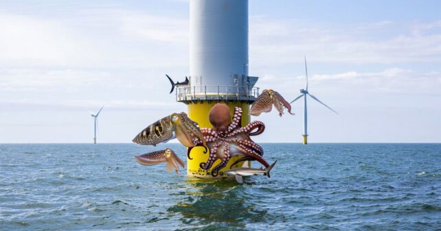 Poulpes seiches et requins se rassemblent autour des éoliennes en mer : les biologistes tiennent enfin lʼexplication