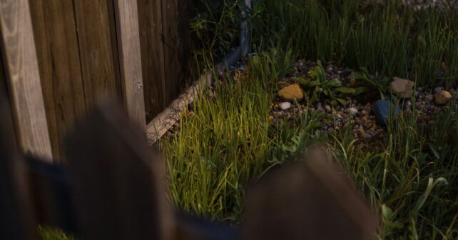 Pourquoi certains jardiniers laissent volontairement un coin de leur jardin en friche