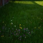 Pourquoi de plus en plus de jardiniers arrêtent totalement de tondre leur pelouse en été