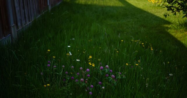 Pourquoi de plus en plus de jardiniers arrêtent totalement de tondre leur pelouse en été
