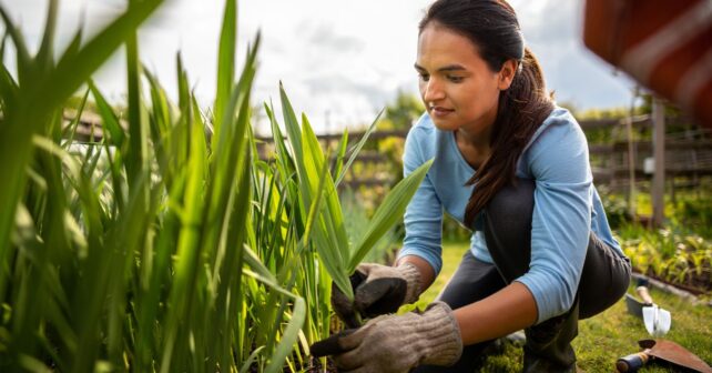 Pourquoi de plus en plus de jardiniers refusent désormais dʼarracher les orties de leur jardin
