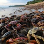 Pourquoi des milliers de crabes envahissent soudain cette plage chaque été