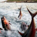 Un banc de thons rouges géants filmé sautant hors de lʼeau près des côtes : un spectacle devenu rare