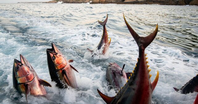Un banc de thons rouges géants filmé sautant hors de lʼeau près des côtes : un spectacle devenu rare
