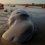 Un cachalot blessé remonte un estuaire sur vingt kilomètres et mobilise des dizaines de secouristes