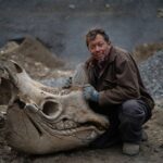 Un crâne de rhinocéros laineux vieux de 40 000 ans sorti dʼune gravière par un ouvrier