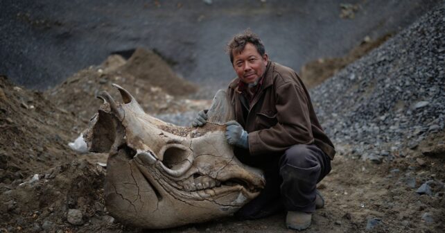 Un crâne de rhinocéros laineux vieux de 40 000 ans sorti dʼune gravière par un ouvrier