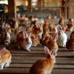Un élevage ferme définitivement et cherche une famille pour 220 lapins avant la fin du mois