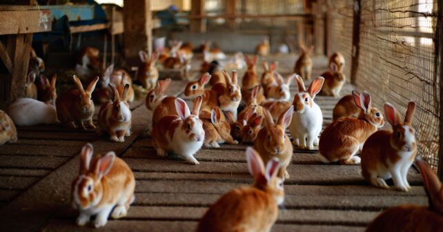 Un élevage ferme définitivement et cherche une famille pour 220 lapins avant la fin du mois
