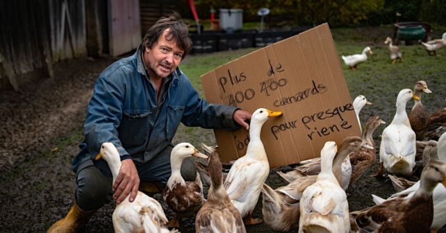 Un éleveur cesse son activité et propose plus de 400 canards à donner pour presque rien