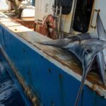 Un espadon géant jaillit hors de lʼeau et atterrit sur le pont dʼun bateau de pêche