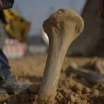 Un fémur de dinosaure de deux mètres dégagé par des ouvriers sur un chantier dʼautoroute