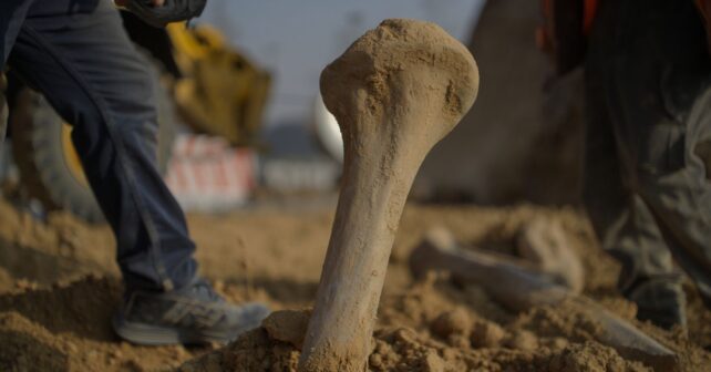 Un fémur de dinosaure de deux mètres dégagé par des ouvriers sur un chantier dʼautoroute