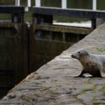 Un phoque remonte un fleuve sur plusieurs kilomètres et sʼinstalle près dʼune écluse