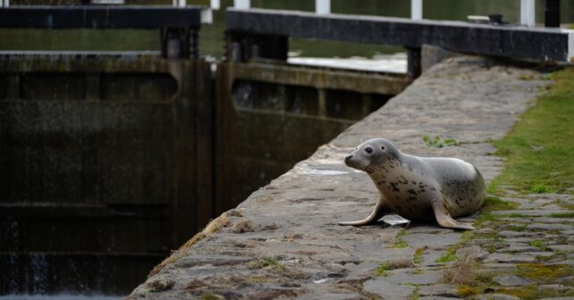 Un phoque remonte un fleuve sur plusieurs kilomètres et sʼinstalle près dʼune écluse