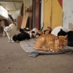 Un refuge contraint de fermer cherche une famille pour 90 chats avant lʼarrivée de lʼhiver
