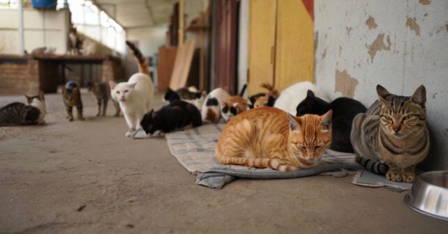 Un refuge contraint de fermer cherche une famille pour 90 chats avant lʼarrivée de lʼhiver