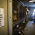 Un refuge débordé doit replacer 90 animaux en dix jours sous peine de fermer ses portes