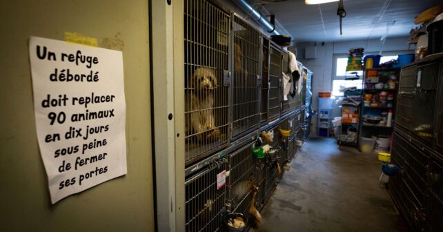 Un refuge débordé doit replacer 90 animaux en dix jours sous peine de fermer ses portes