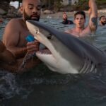 Un requin de quatre mètres filmé à quelques mètres des baigneurs sur une plage méditerranéenne
