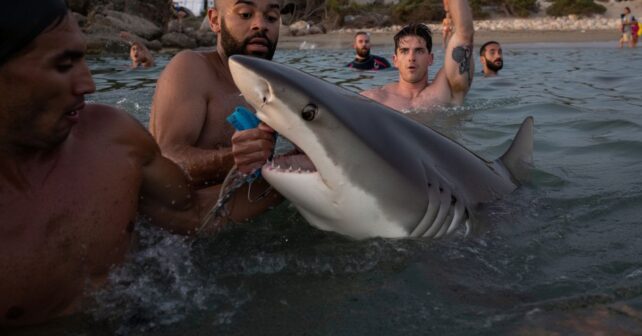 Un requin de quatre mètres filmé à quelques mètres des baigneurs sur une plage méditerranéenne