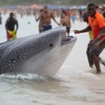 Un requin-pèlerin de huit mètres longe une plage bondée et vide lʼeau en quelques secondes