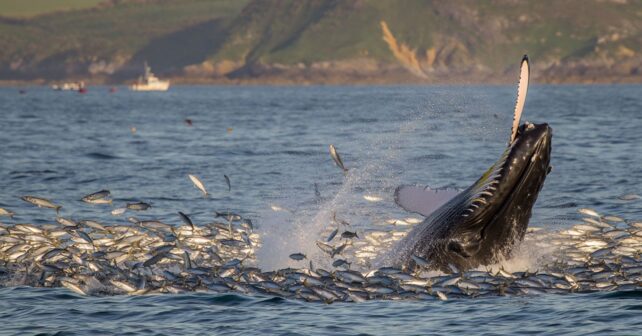 Une baleine à bosse ramène tout un banc de poissons dans une baie bretonne : le phénomène fascine les scientifiques