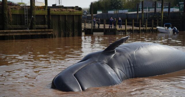 Une baleine sʼaventure dans un estuaire à des kilomètres de la mer et bloque la navigation