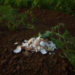 Une coquille dʼœuf écrasée au pied des plants de tomates : le résultat surprend même les maraîchers