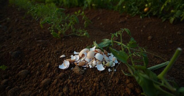 Une coquille dʼœuf écrasée au pied des plants de tomates : le résultat surprend même les maraîchers