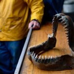 Une mâchoire complète de mégalodon remontée par un chalutier laisse les scientifiques sans voix