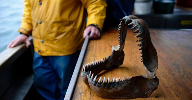 Une mâchoire complète de mégalodon remontée par un chalutier laisse les scientifiques sans voix