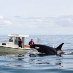 Une orque pousse un bateau de pêche pendant des heures et les scientifiques nʼont aucune explication