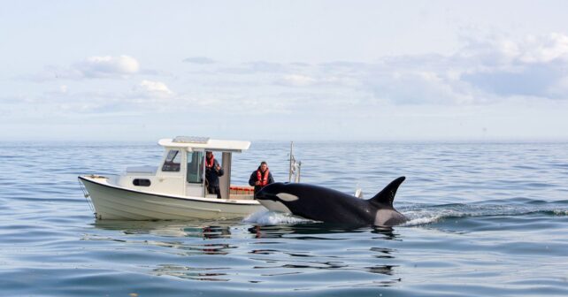 Une orque pousse un bateau de pêche pendant des heures et les scientifiques nʼont aucune explication