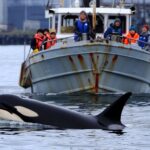 Une orque solitaire suit les bateaux dans ce port depuis des semaines et personne ne comprend pourquoi