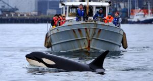 Une orque solitaire suit les bateaux dans ce port depuis des semaines et personne ne comprend pourquoi